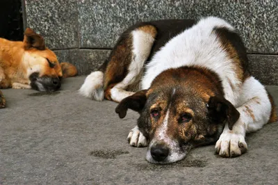 Мир глазами бездомного пса. Фотограф Траэр Скотт и её собаки.: Персональные  записи в журнале Ярмарки Мастеров
