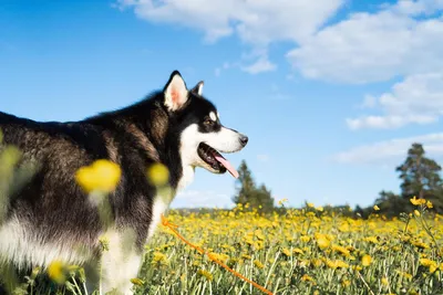 Синее и жёлтое: как выглядит мир глазами собаки — Ferra.ru