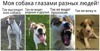 Породы собак самые добрые в мире - фото | РБК Украина