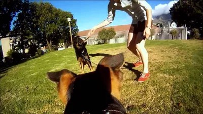 Мир глазами собаки — Видео | ВКонтакте