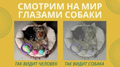 Кто в доме хозяин? Ученые выяснили, кого собаки слушают лучше - Hi-Tech  Mail.ru