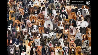 Много собак, очень много собак, …» — создано в Шедевруме