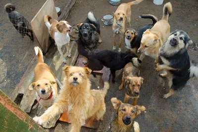 много собак в квартире - ЗооТверь - Тверской справочно - информационный  портал для любителей животных