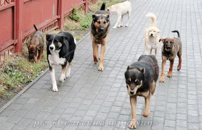 Почему на улице много собак - Статьи - Пильнинская районная газета  Нижегородской области «Сельская трибуна»