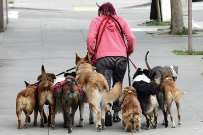 Много собак много-много собак» — создано в Шедевруме