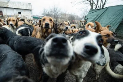 Зачем нам так много собак???/Планы на будущее/Собачьи магазины в  Корее-ШОК!/KOREA VLOG - YouTube