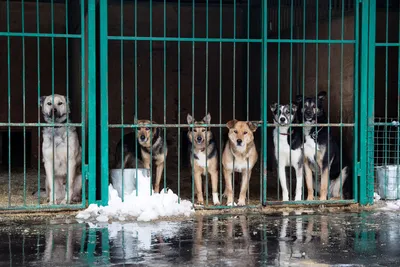 В Астраханской области подсчитали количество бездомных собак