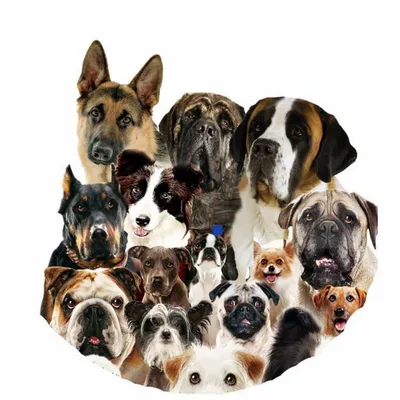 много разных пород собак подряд на белом фоне, виды собак фото, собака,  животное фон картинки и Фото для бесплатной загрузки