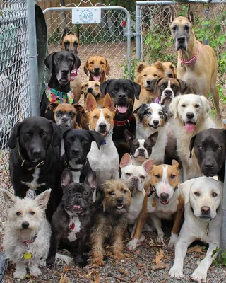 Много собак | Foto di cani divertenti, Cani e cuccioli, Cuccioli di cani
