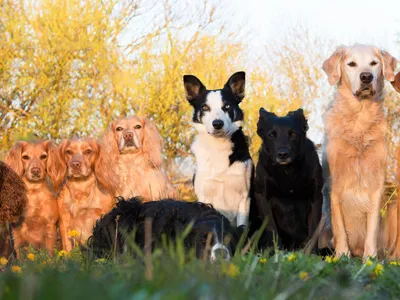 12 пород собак, которые не доставят много хлопот своим владельцам / AdMe