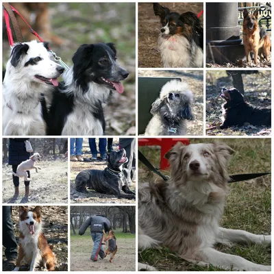 Не больше четырёх собак в квартире | Новости Приднестровья