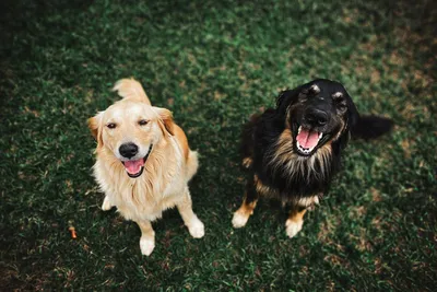 Ученые установили породы собак, способных запоминать больше 100 слов |  Ветеринария и жизнь