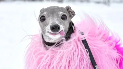Модные, но \"неудобные\": 8 пород собак, которые создают сложности своим  хозяевам | Телеграф Новости | Дзен