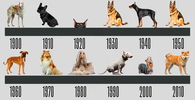 Названы самые популярные породы собак у москвичей – Москва 24, 02.07.2022