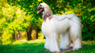 Самые красивые породы собак | Пикабу