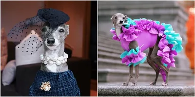 Самая модная собака Инстаграма запустила свой бренд одежды для людей