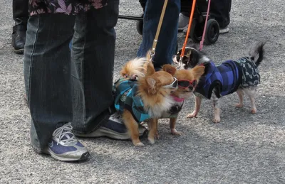 Дамы с собачками. Популярные породы собак среди известных модниц - Караван
