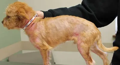 Мокнущая экзема у собак: лечение, причины появления мокрой раны, как лечить  на голове, бедре, лапе и шее, чем можно подсушить дома
