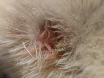 Чем обработать рану собаке - рана после укуса, пореза, открытая | PetGuru