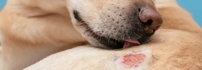 Зачем собаки зализывают раны? Правда ли, что у них целебная слюна?  Разбираемся вместе | Пикабу