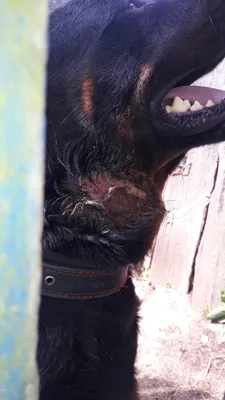 Вся рана заполнена опарышами»: псковский зооприют «Шанс» спасает собаку с  перерезанной шеей - МК Псков