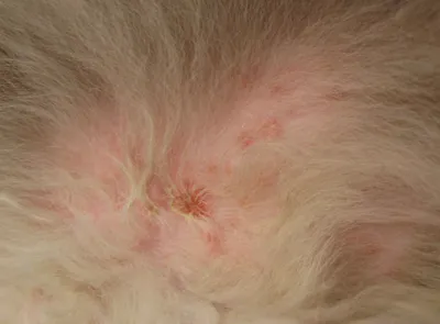 Мокнущий дерматит у собаки (66 фото) - картинки sobakovod.club
