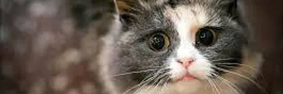 Стригущий лишай у кошек фото признаки и лечение в домашних условиях ( мокнущий и розовый лишай)