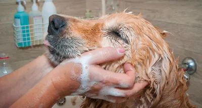 Мокрая экзема у собак лечение (58 фото) - картинки sobakovod.club