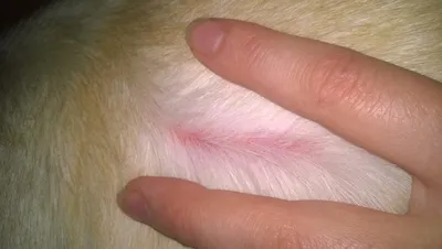 На коже собаки появились струпья и раны? Это экзема | Апиценна | Дзен