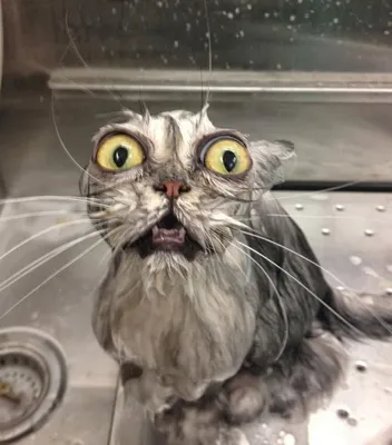 Мокрый кот фото 