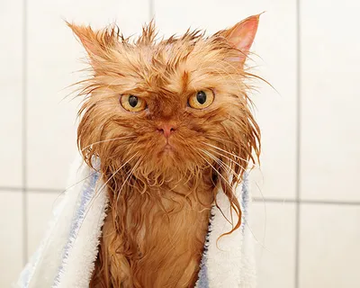 😹Смешные Мокрые Кошки 17📷 Фото | КоТ😼 и Кошка😻 | Дзен