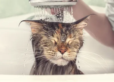 мокрый кот сидит в ванной в мыльной пене с пузырями Иллюстрация штока -  иллюстрации насчитывающей красивейшее, купая: 269034106