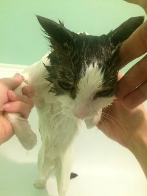 Мокрый кот, точнее кошка. | Пикабу