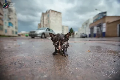 Мокрый кот в интернет-магазине Ярмарка Мастеров по цене 900 ₽ – SLKU0RU |  Мягкие игрушки, Санкт-Петербург - доставка по России