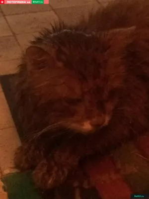 котик в полотенце. мокрый кот после купания в синем полотенце. Маны держат  мокрую кошку в ванной Стоковое Изображение - изображение насчитывающей  приятельство, глаза: 240025129