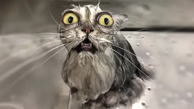 Мокрые коты