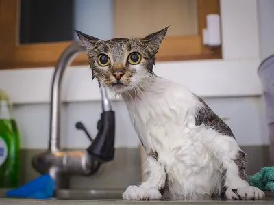 Мокрый кот в ванной» — создано в Шедевруме