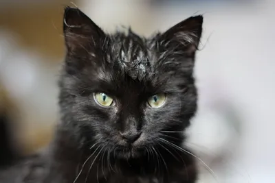 Sphyphsey кот мокрый на черном фоне с большими глазами, фотки странных  кошек, кошка, домашний питомец фон картинки и Фото для бесплатной загрузки