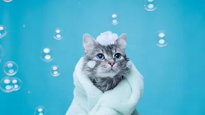 мокрый кот в ванне котенок млекопитающее мордочка Фото Фон И картинка для  бесплатной загрузки - Pngtree