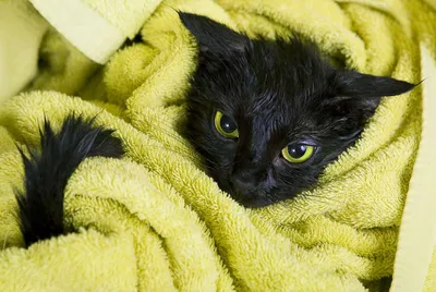 Мокрый кот недовольный на полотенце» — создано в Шедевруме