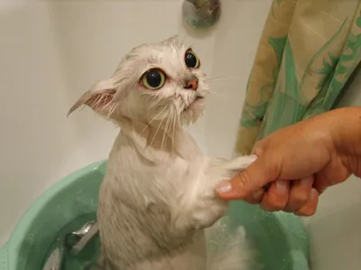 Картинки мокрый кот в ванночке Животные