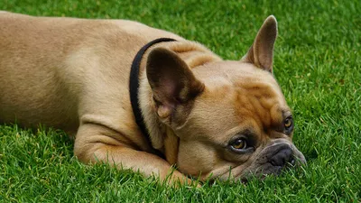 Как и чем лечить лишай у собаки: симптомы, фото, рекомендации владельцу  животного
