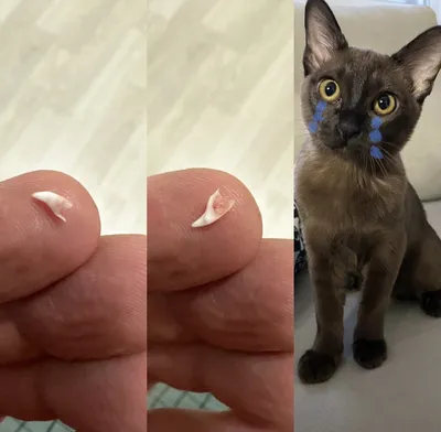 Молочные зубы у котят фото фотографии