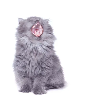 Alfavet - Почему у кошки выпадают зубы? 🐱🏥🐱 ▶️В каком возрасте у кошек  выпадают зубы? У взрослой здоровой кошки зубы выпадать не должны. Питомец  теряет зубы в двух случаях: в детстве –