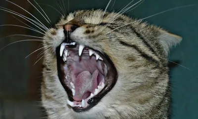 Смена зубов у вашего котенка: когда и как меняются молочные зубы? | Hill's