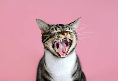 Молочные зубы у кошек - «Айболит Плюс» - сеть ветеринарных клиник