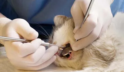 Есть ли у кошек молочные зубы? Сколько и когда меняются | Домашние животные  - самое важное | Дзен