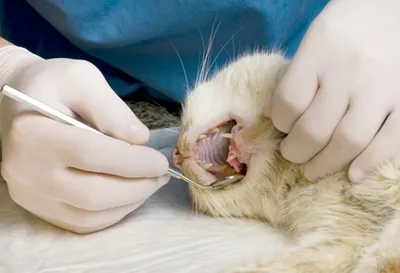 Сколько зубов у кошки, признаки заболеваний зубов у кошек