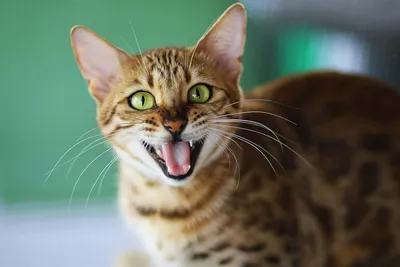 Смена зубов у котят: когда у котенка меняются молочные зубы? | WHISKAS®