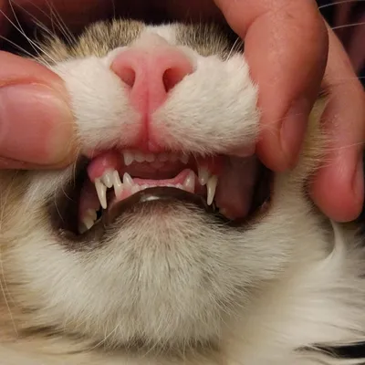 Смена зубов у котят - когда у котят выпадают молочные зубы | Royal Canin